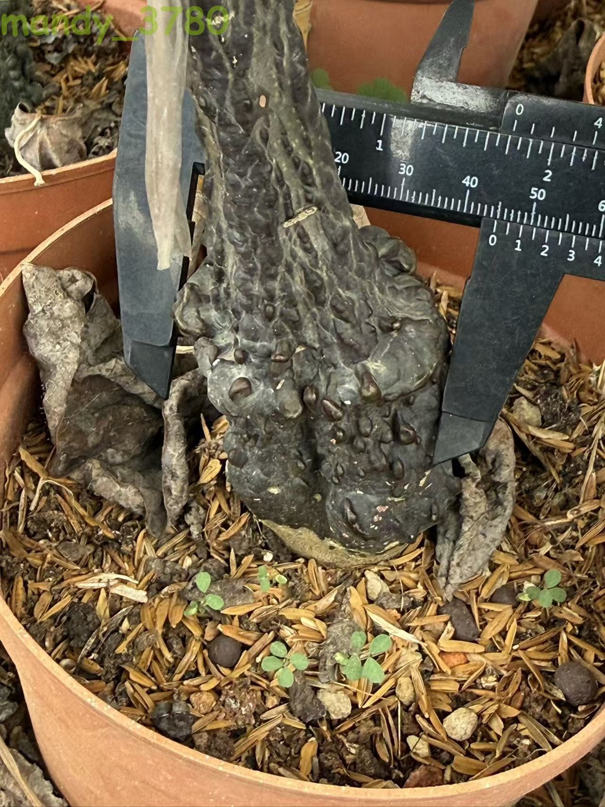 RarePlant Cacti Adenia stylosa redleaf Boutique Garden seedgrowth 4-5CM