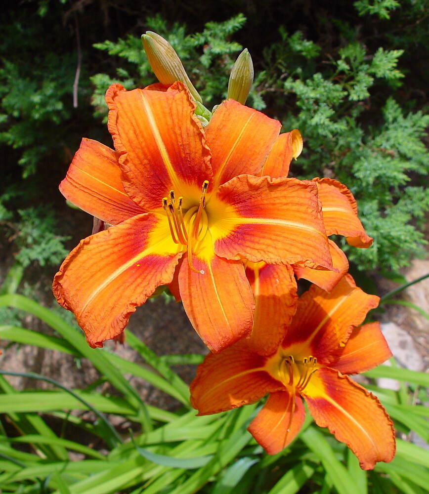 Orange Daylily Bare-root. Hemerocallis Hardy Perennial