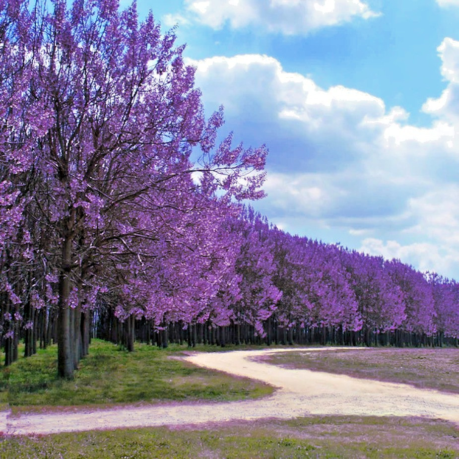 50 Royal Empress Tree Seeds “FASTEST GROWING TREE in the WORLD”