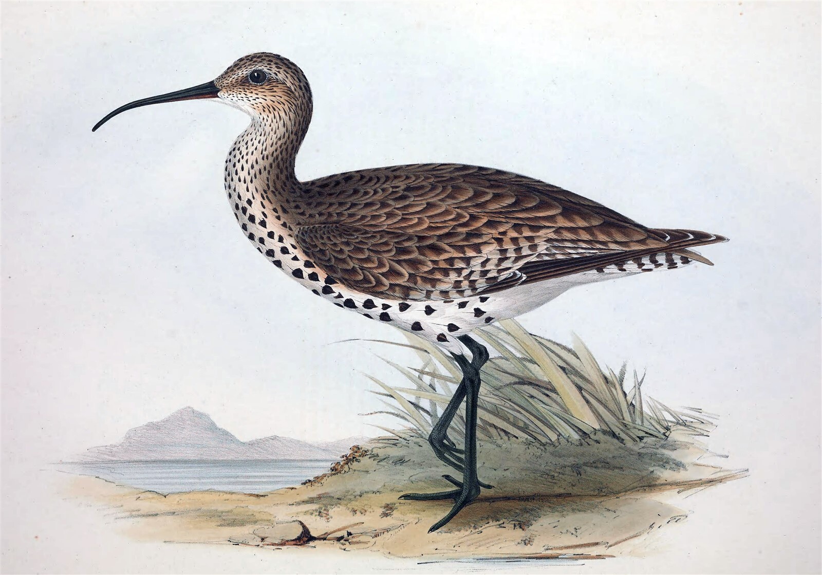 SLENDER BILLED CURLEW WADER GLOSSY POSTER PICTURE PHOTO PRINT BANNER 10733