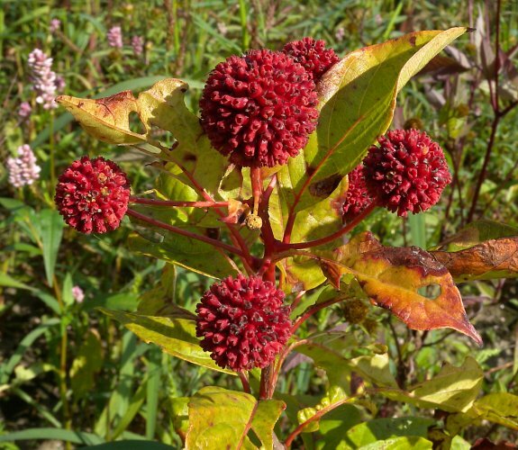 Buttonbush (Cephalanthus occidentalis)—200 seeds ($3.00)