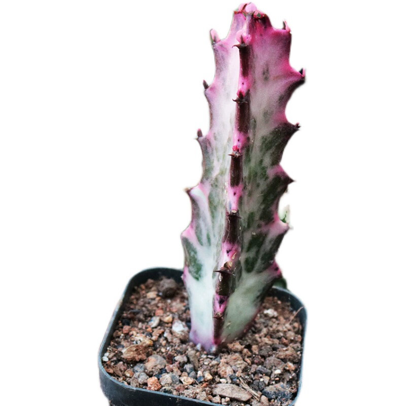 8CM Succulent Cactus Plant Euphorbia Trigona Rubra Red Variegata Cactaceae Plant