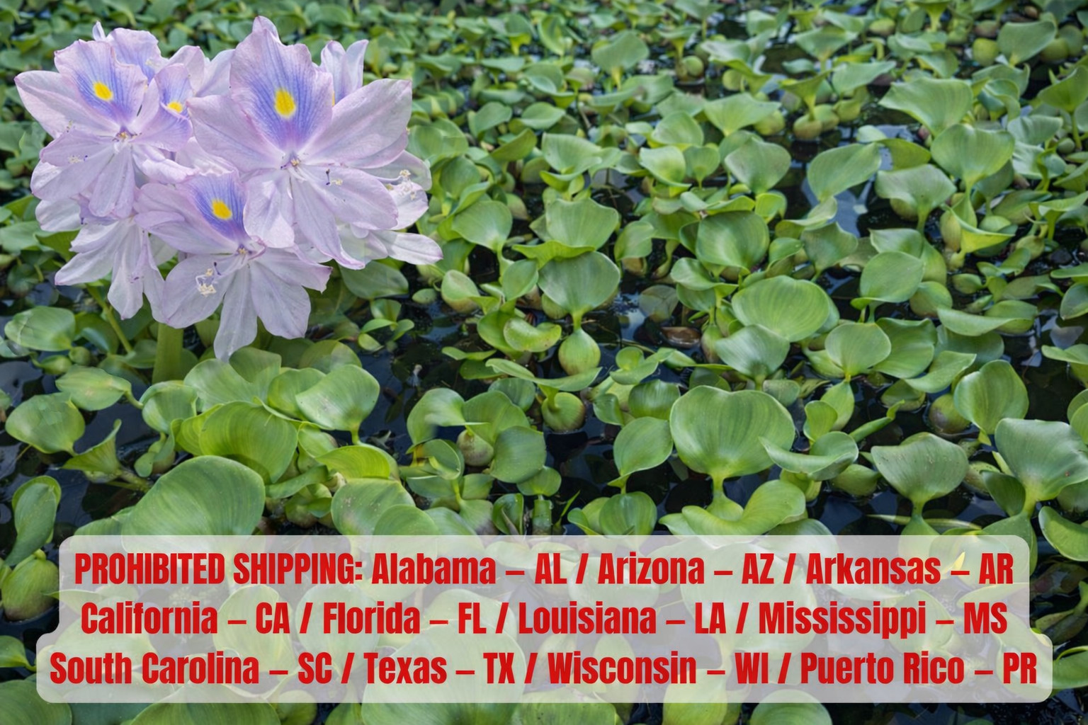 20 Water Hyacinth Pond Plant Floating Live READ DESCRIPTION