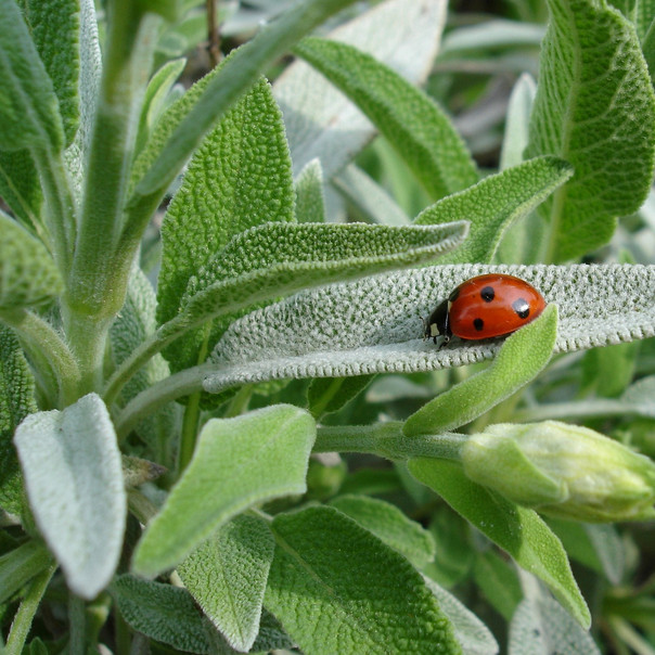Sage Seeds | Heirloom – Non-GMO | Free Shipping | Herb Seeds | Seed Store | 1167