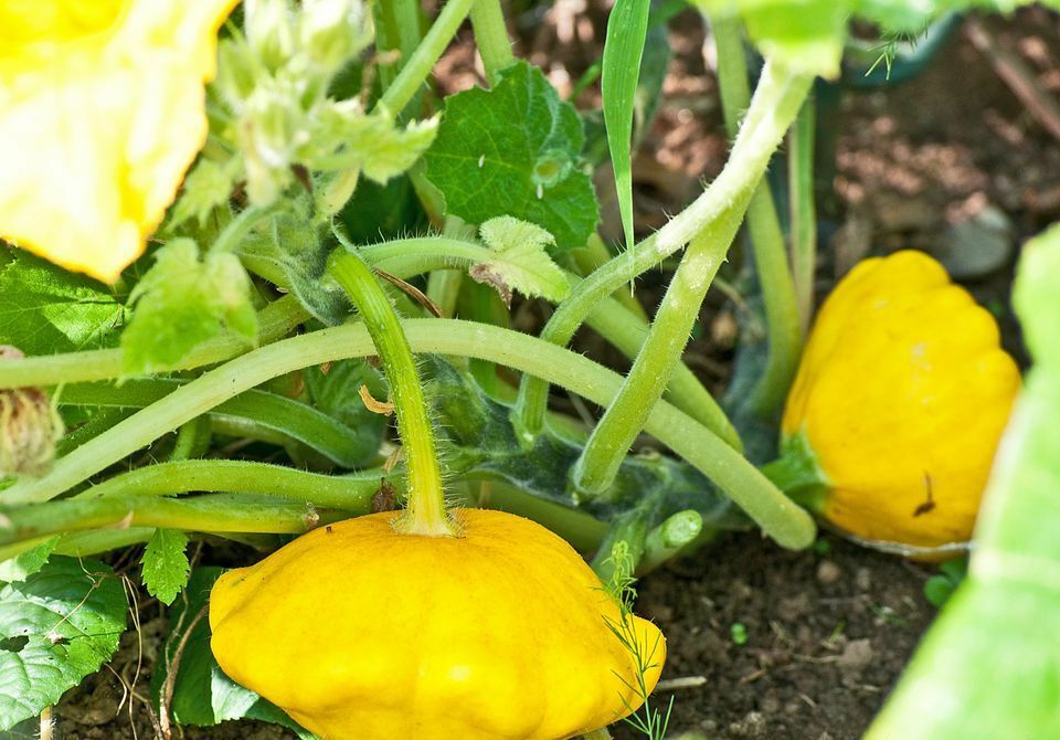 Yellow Bush Scallop Summer Squash Seeds, NON-GMO, Golden Custard, FREE SHIPPING