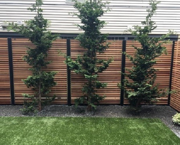 Slender Hinoki False Cypress – Live Plant – ( 2.5 QT )