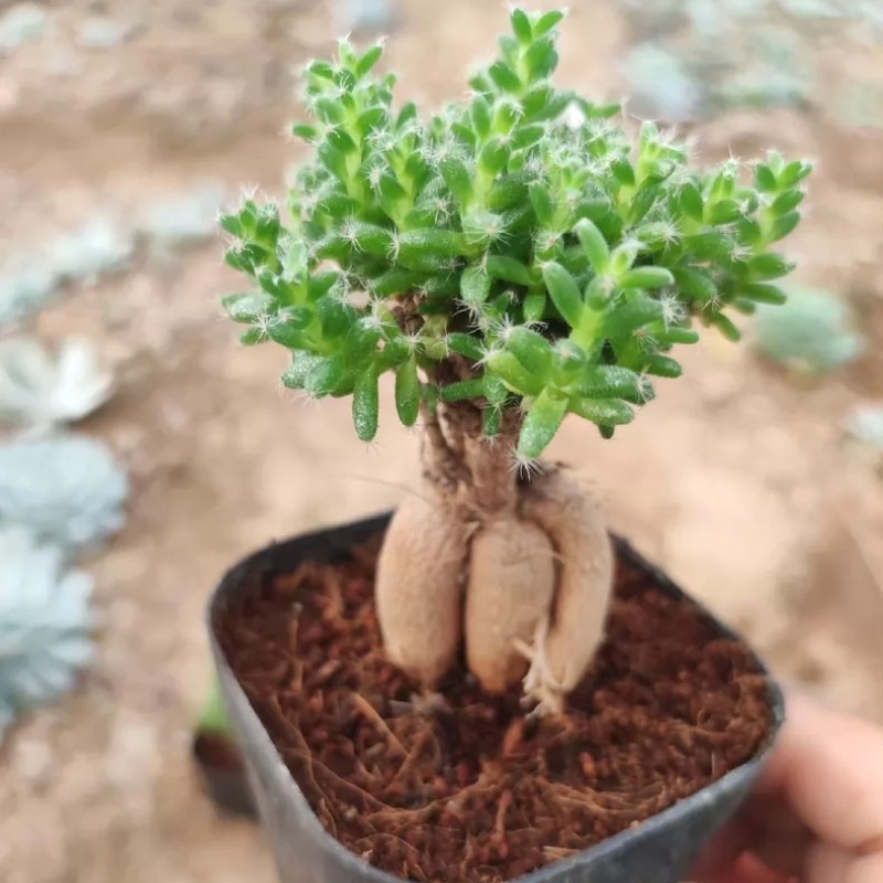 5CM Succulent Plant Trichodiadema Bulbosum Schwantes Aizoaceae Home Garden Plant