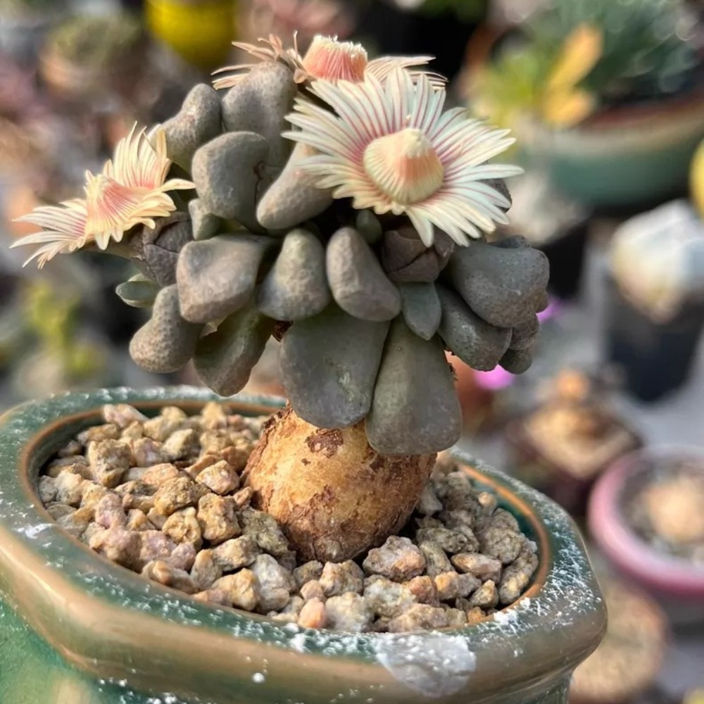 4-5cm Seedgrotfh Seedling Aloinopsis schooneesii Caudex Cactis Garden Plant