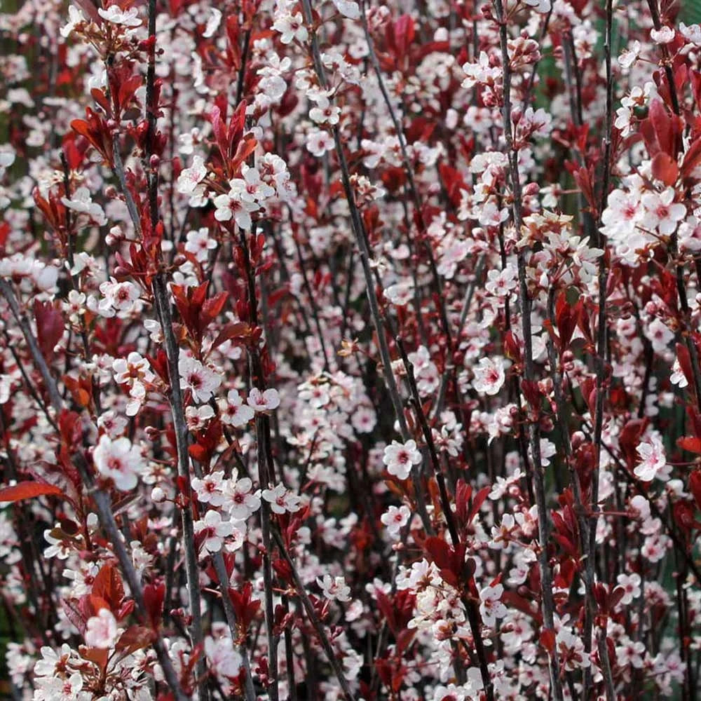 Purpleleaf Sandcherry 1 Live Plant in 3.5 Inch Pot