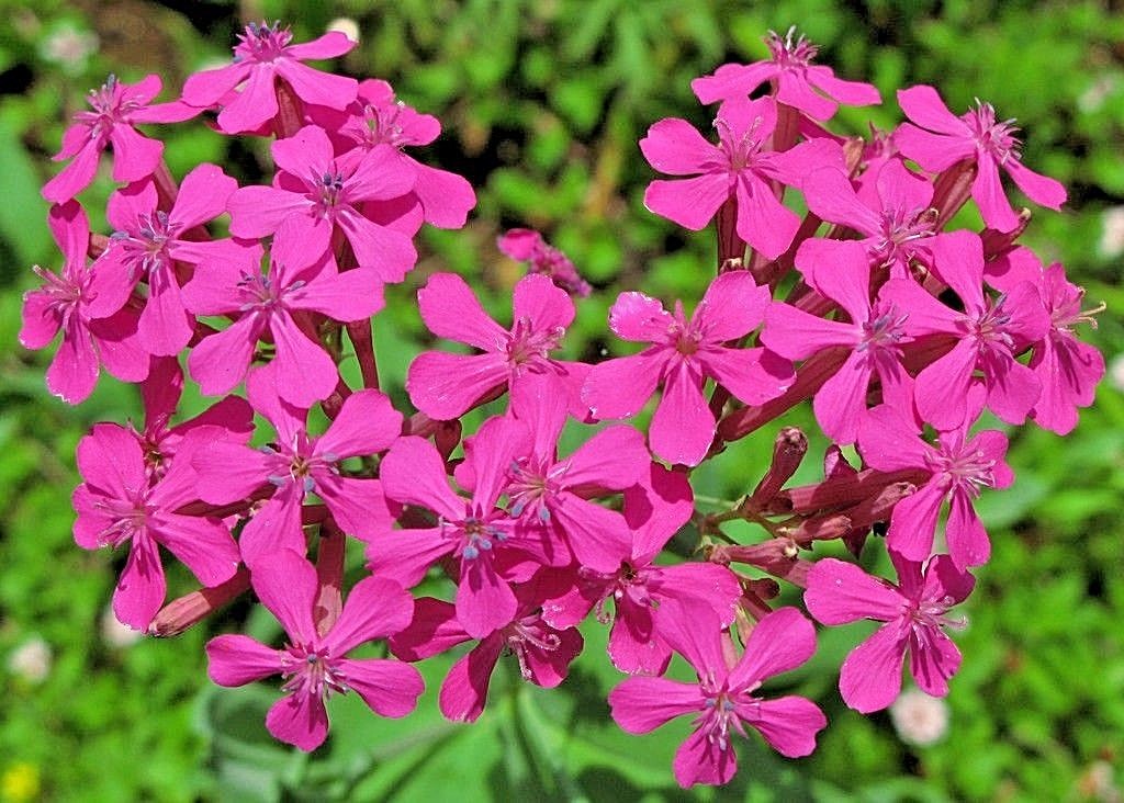 1001+CATCHFLY Flower Seeds None So Pretty Native Wildflower Patio Container Easy