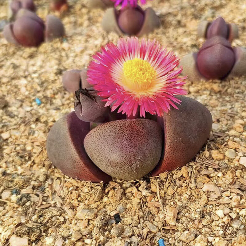 4-5CM Succulent Plant Pleiospilos Nelii Schwantes（Purple）Aizoaceae Home Garden.