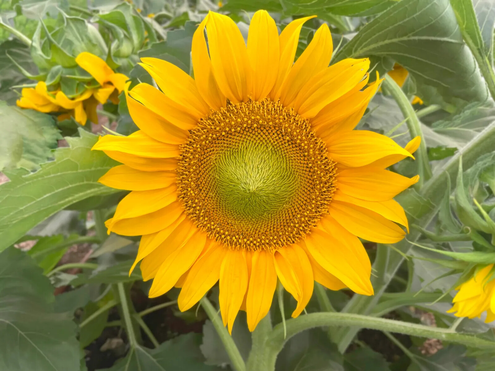 Dwarf Sunspot Sunflower Seeds, Compact, Helianthus annuus, NON-GMO, FREE SHIP