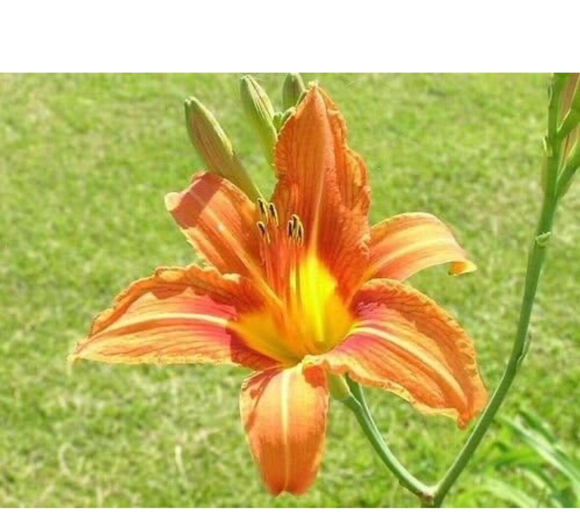 10 Orange Daylily BARE ROOTED PLANTS. Multiply Rapidly