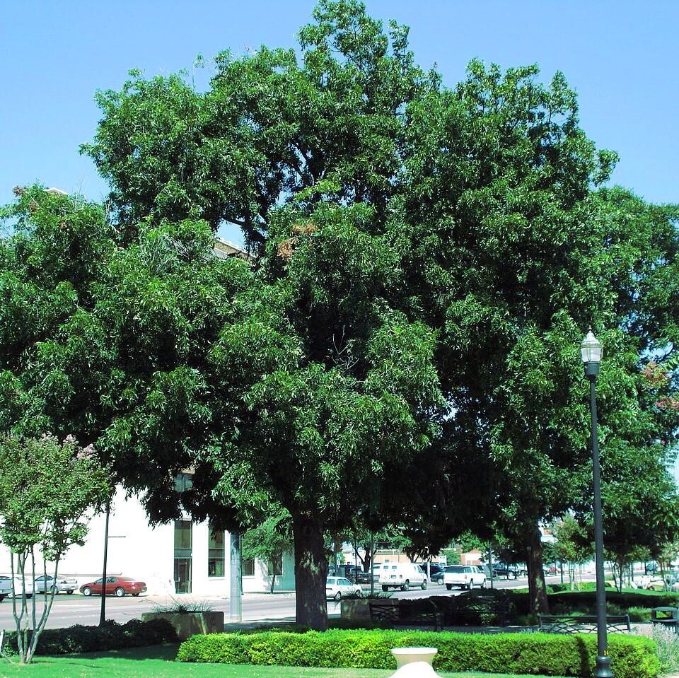 Northern Sweet Pecan Tree Seeds/Nuts (Carya illinoinensis) Hardy-Zone 5 Edible