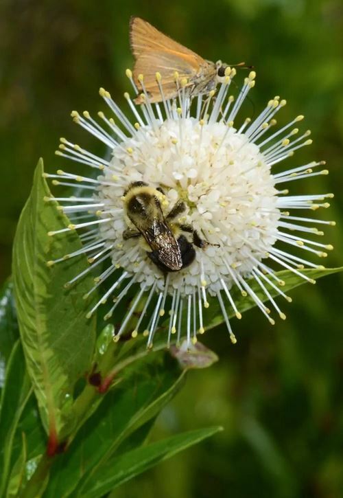 Buttonbush (Cephalanthus occidentalis)—200 seeds ($3.00)