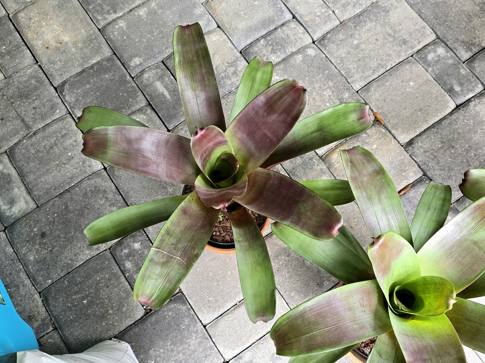 Stunning Alcantarea Imperialis ‘Rubra’ Bromeliad