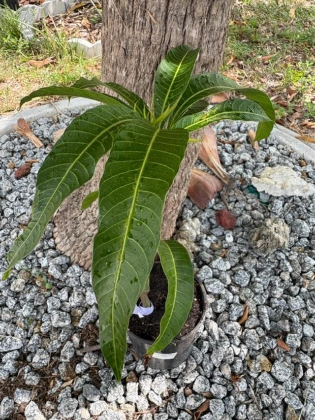GRAFTED (SUPER RARE) THAI PURPLE NAM DOC MAI/SI MEUANG 12″ OR MORE TALL