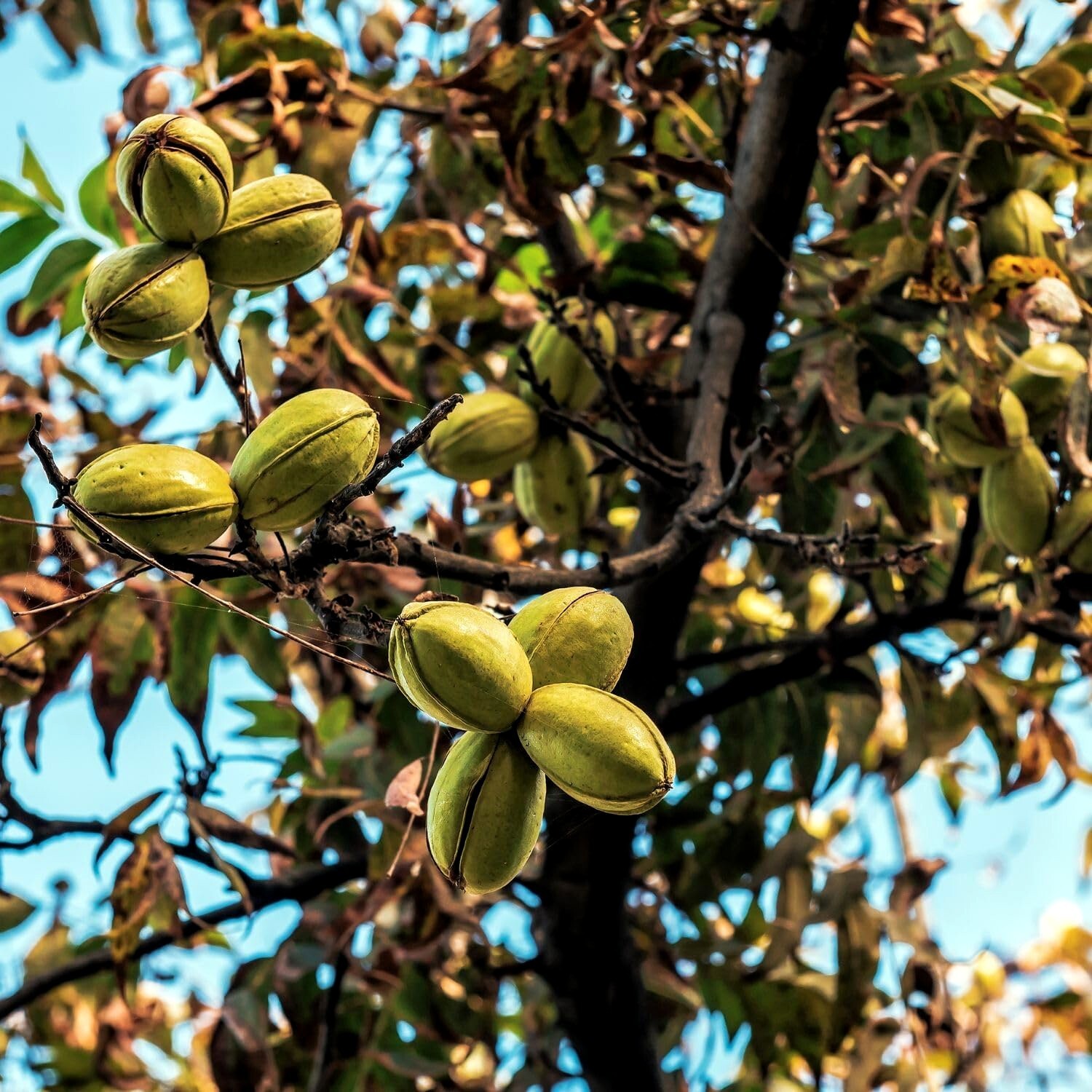 Northern Sweet Pecan Tree Seeds/Nuts (Carya illinoinensis) Hardy-Zone 5 Edible