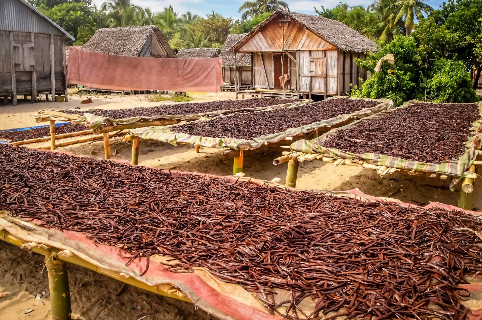 Organic Madagascar Vanilla Beans Whole Grade A Pods for Vanilla Extract & Baking