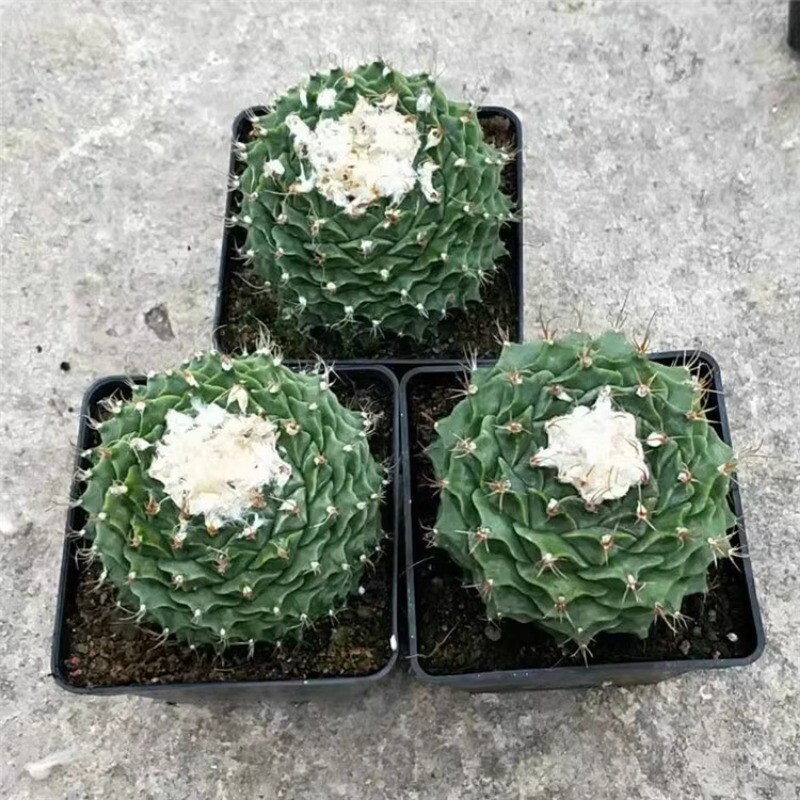 7-8CM Succulent Cactus Plant Obregonia Denegrii Cactaceae Home Garden Beautiful
