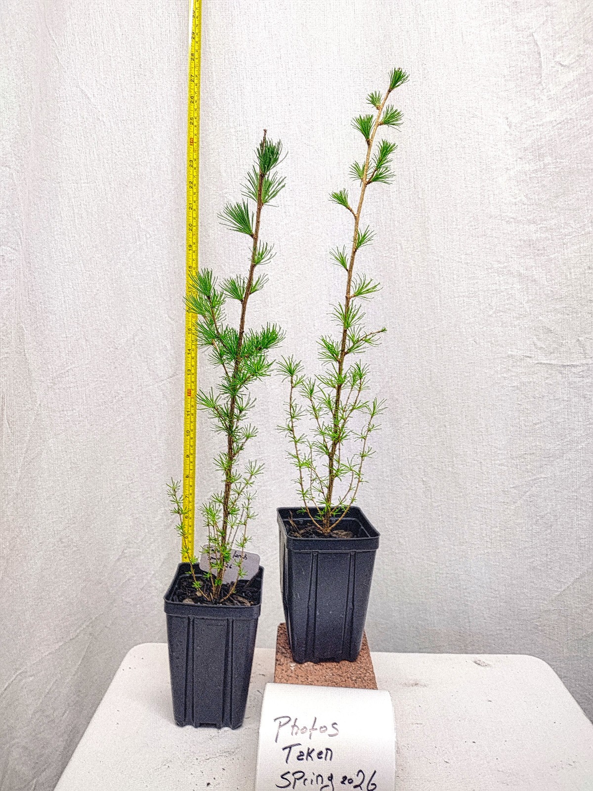 Japanese Larch 1 Year old Potted Tree. Pre Bonsai or Landscape. Larix Kaempferi.