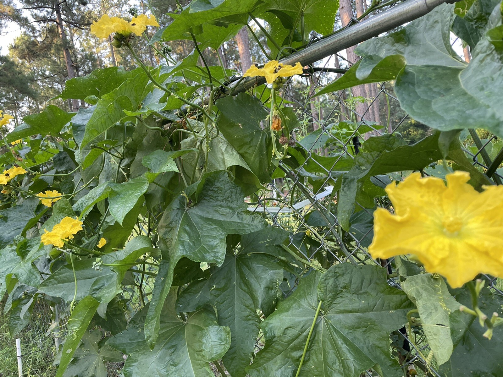 20 Luffa seeds 2023 fall fresh Non-GM Organic 丝瓜 种子