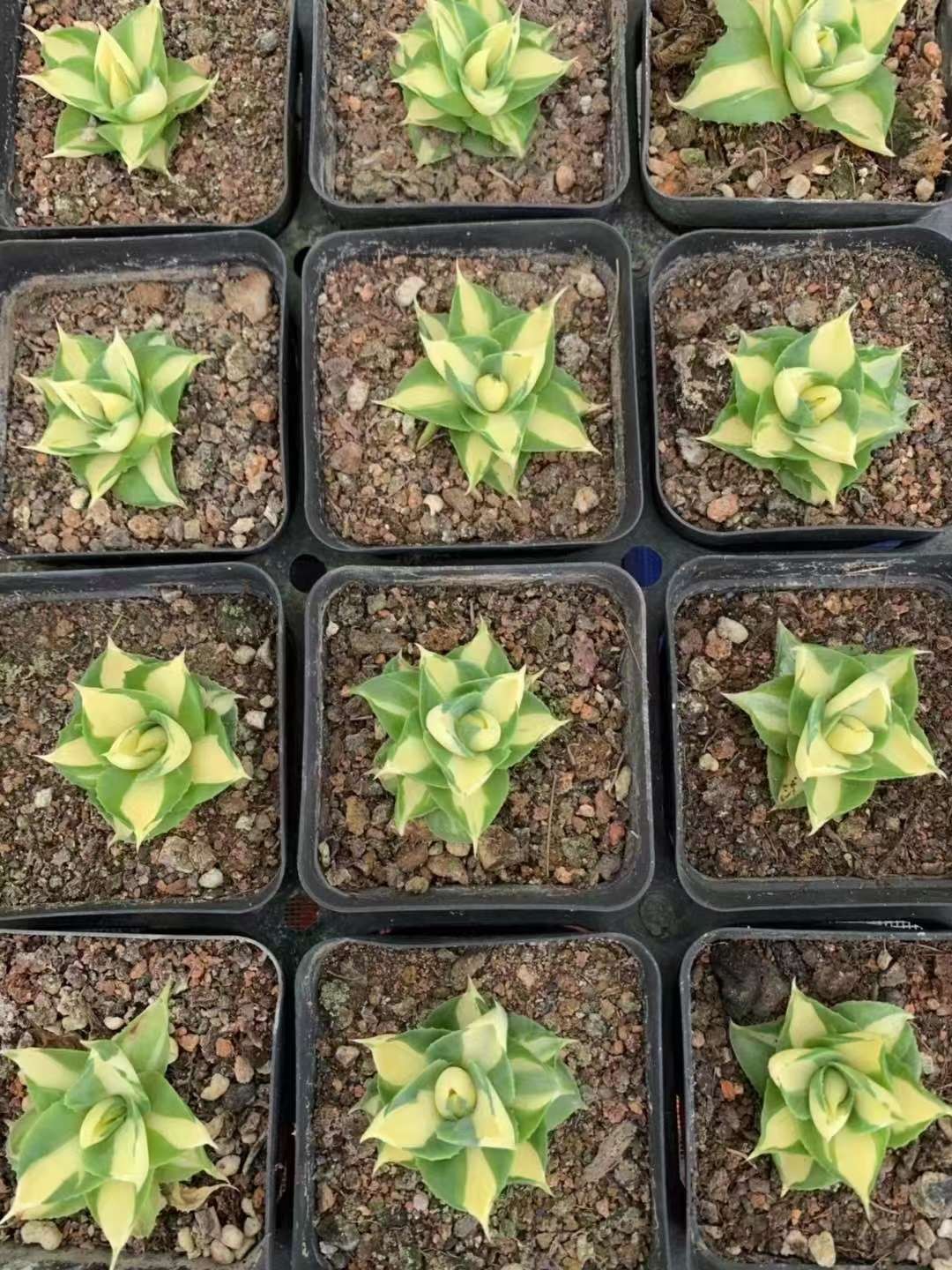 4-5CM Succulent Plant var.Verschaffeltii Compacta Agavaceae Agave Potatorum