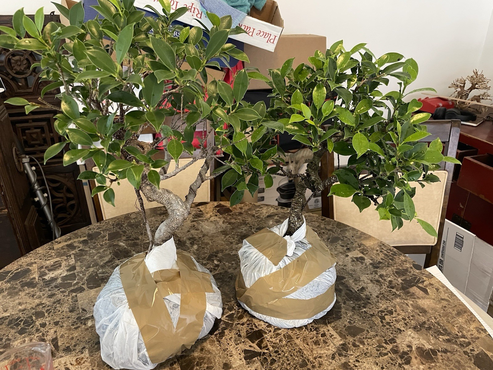Bonsai Style Pre-bonsai red Bougainvillea Tree 5 years