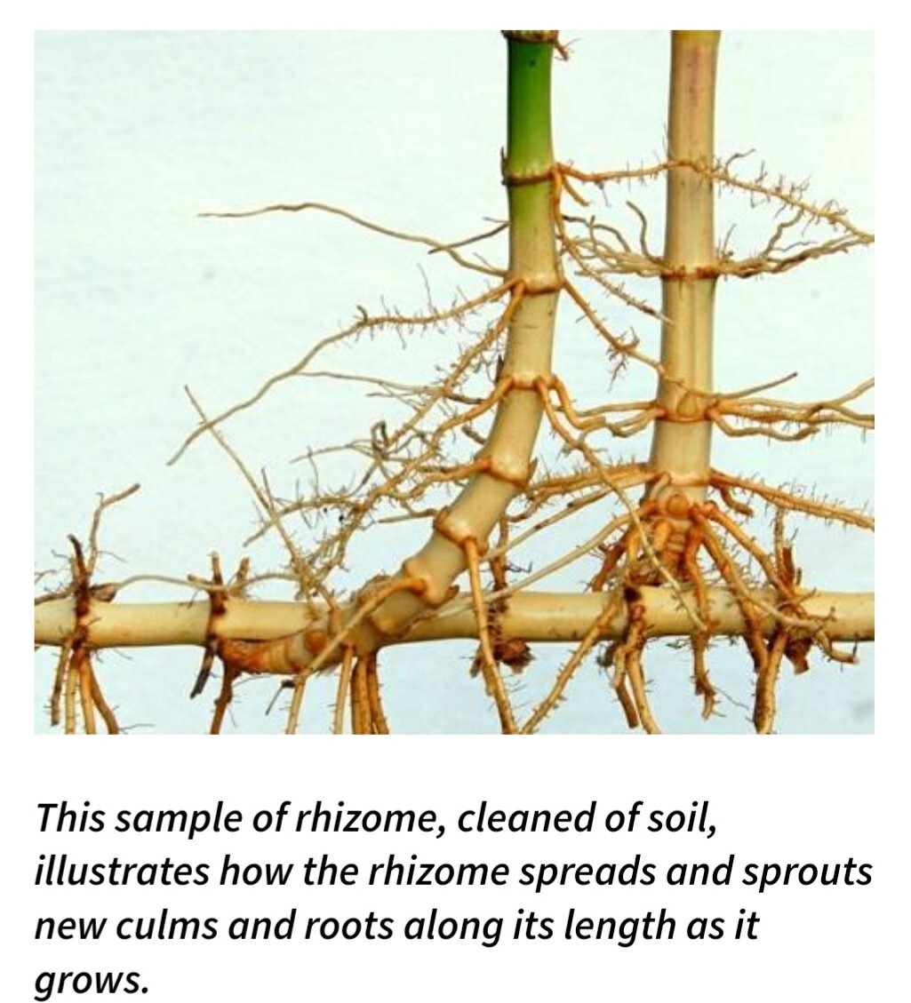 Black Timber Bamboo Nigra Daikokuchiku California Giant Bare Root Plant Rhizome