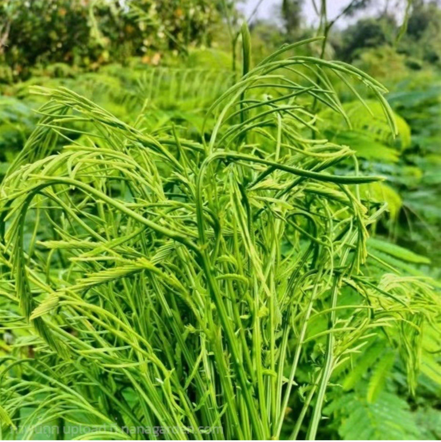 Climbing Wattle 5 Seeds Senegalia Pennata Cha-Om Acacia Pennata From Thailand