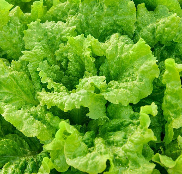 BLACK SEEDED SIMPSON LETTUCE SEEDS 500+ LEAF LETTUCE GARDEN salad FREE SHIPPING