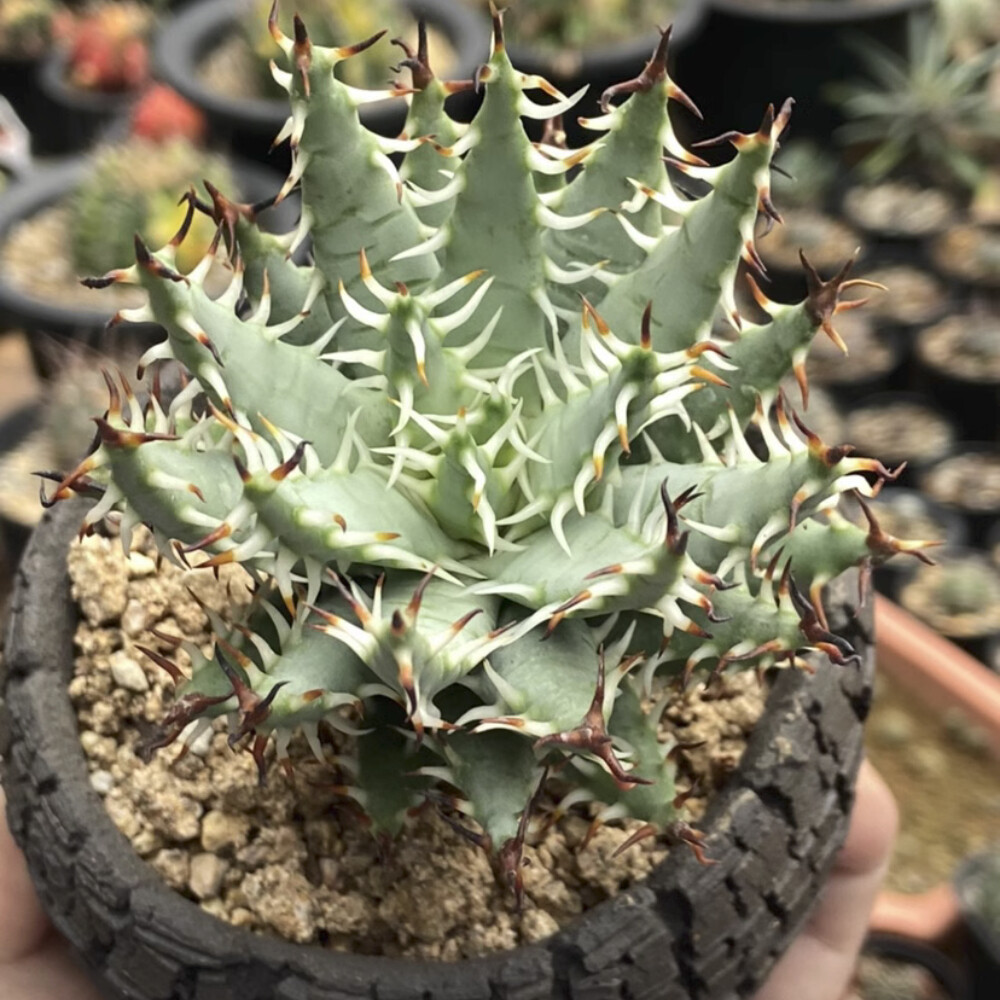 5CM Succulent Aloe Plant Aloe Erinacea Liliaceae Home Garden Beautiful Plant