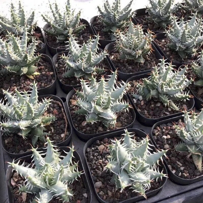 5CM Succulent Aloe Plant Aloe Erinacea Liliaceae Home Garden Beautiful Plant