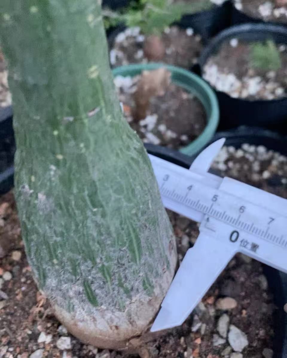 Cactus Succulent Plant Pseudobombax ellipticum Beautiful Home Garden Plant 4-5CM