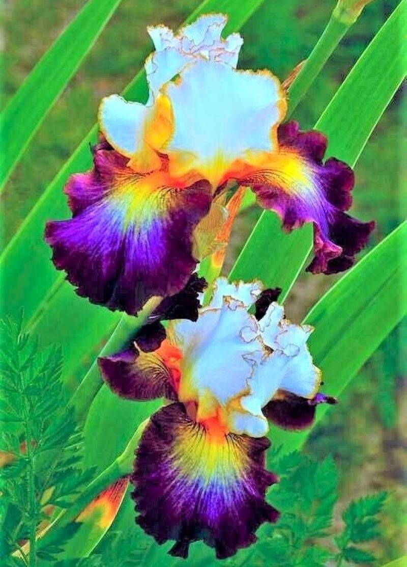 50 Iris Seeds Much Less Money Than Bulbs ..