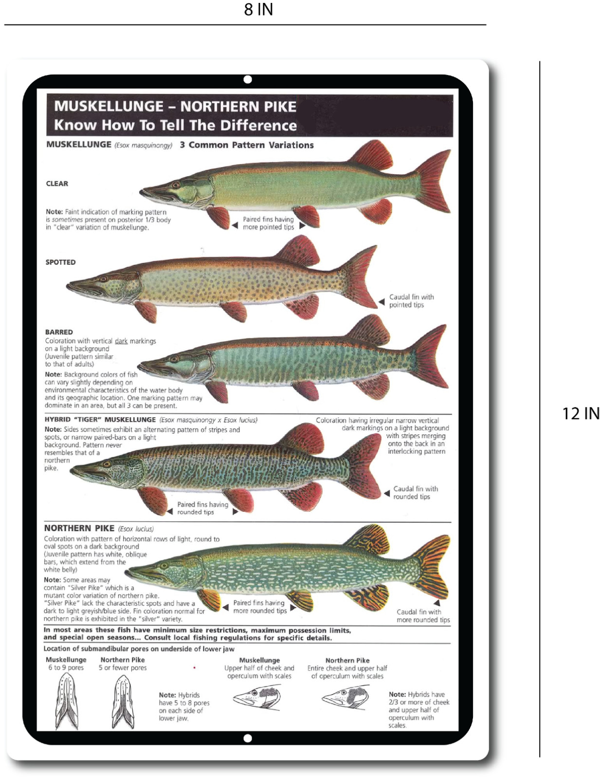 Tin Signs Vintage Style Fishing Art Freshwater Musky Pike Chart Cabin Picture