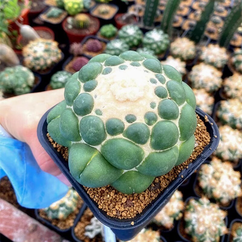 8CM Succulent Cactus Plant Coryphantha Elephantidens Stingless Cactaceae Plant