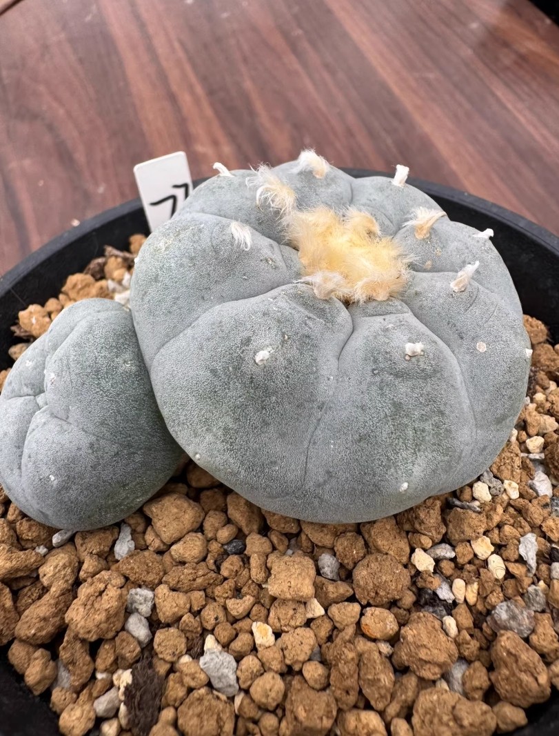 8cm Multi Heads RareSucculent Plant LW Cactus OwnRoot WYSIWYG Boutique Garden#77