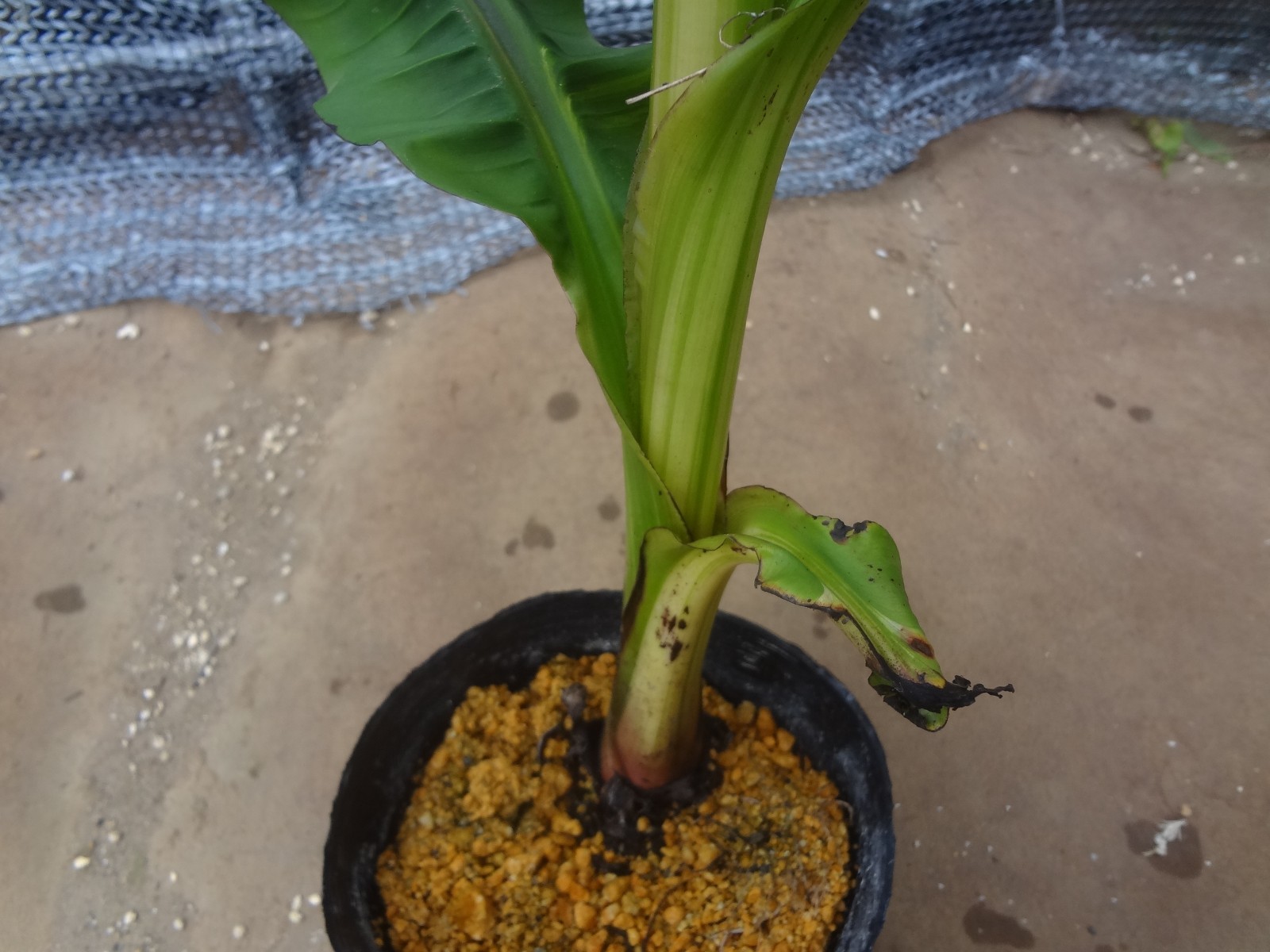 Musa basjoo variegated [Must read description] B