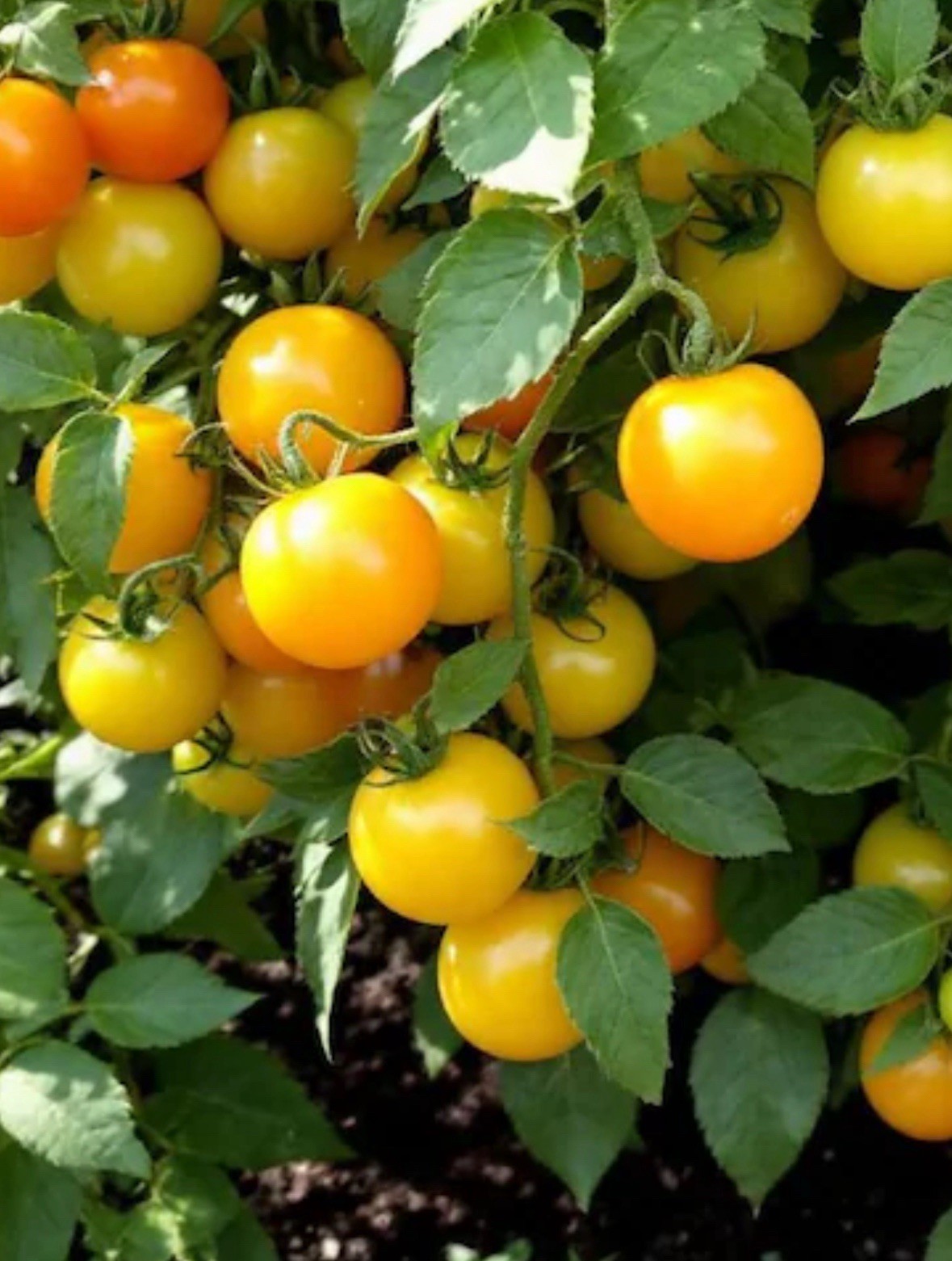 Lot of 2 SUN SUGAR YELLOW GOLDEN TOMATO LIVE PLANTS 6 to 10 inches 60+ Days Old