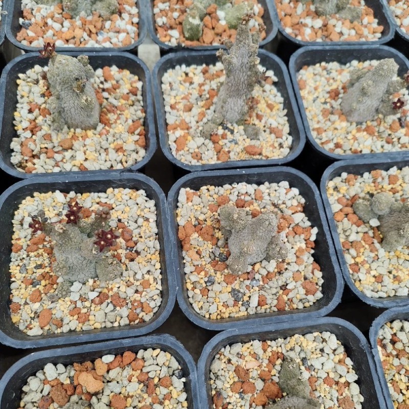 4-5CM Succulent Cactus Plant Pseudolithos Caput-Viperae（Multi-Heads）Apocynaceae.