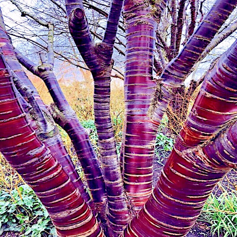 Tibetan Paper Birchbark Cherry Tree Seeds Prunus serrula Hardy Shiny Bark Plant
