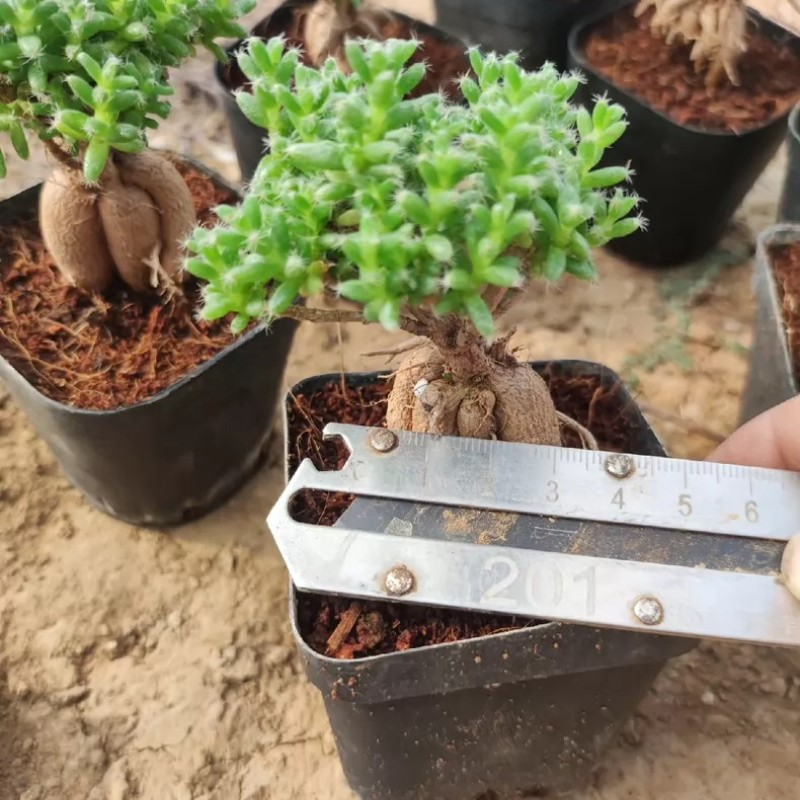 5CM Succulent Plant Trichodiadema Bulbosum Schwantes Aizoaceae Home Garden Plant