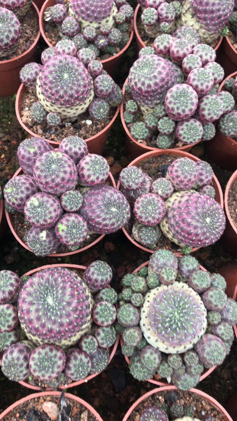 Multi Heads Rebutia rauschii Zecher Succulent Plant Garden Décor Boutique 6-8CM
