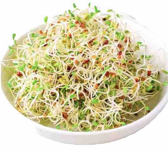 1500+ Alfalfa Sprouting Seeds | NON-GMO | ORGANIC – USA