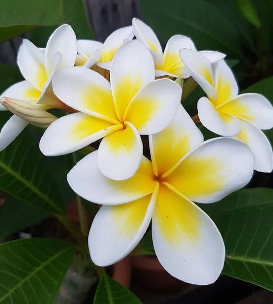 Yellow Plumeria Cutting Single Head 10inch Fresh Starter x1
