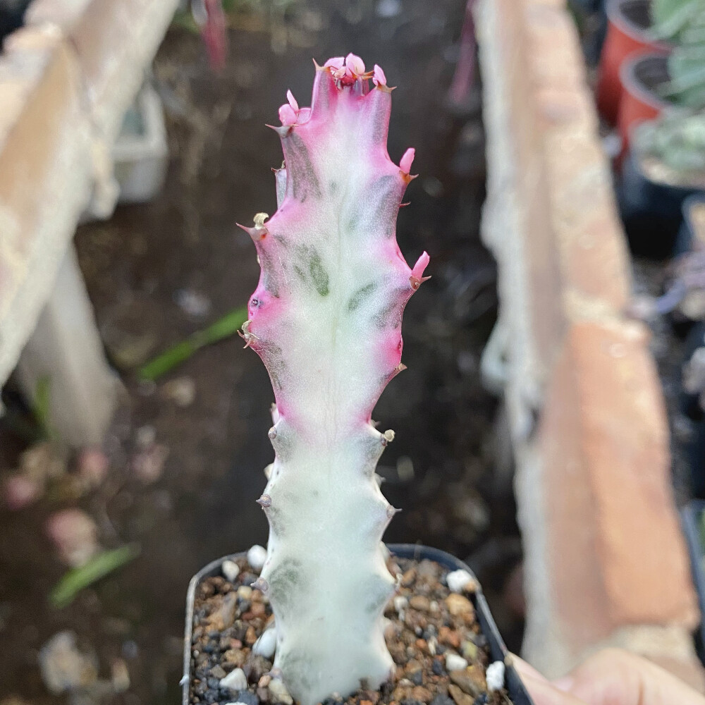 8CM Succulent Cactus Plant Euphorbia Trigona Rubra Red Variegata Cactaceae Plant