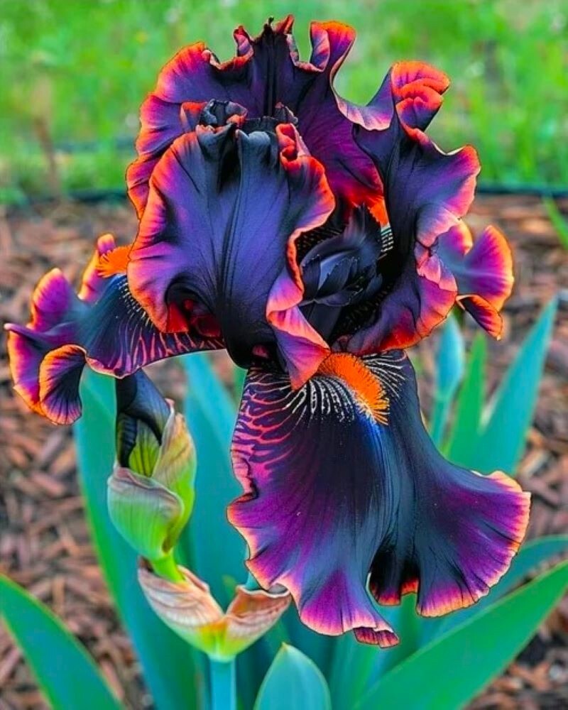 50 Heirloom Iris Seeds Fragrant Flower Plant (much less money than bulbs)
