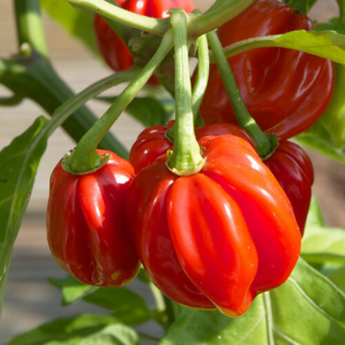 Red Scotch Bonnet Pepper Seeds | Heirloom / Non-GMO | Free Shipping | 1007