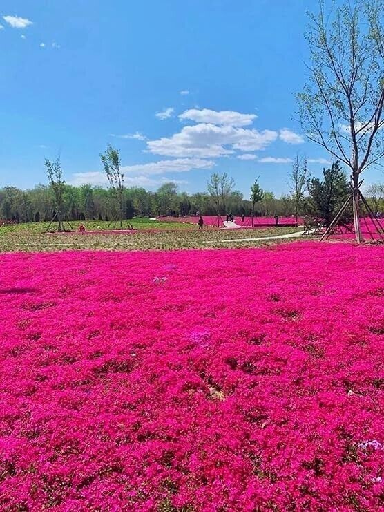 1000+ Red Creeping Thyme Seeds — Groundcover — Non-GMO — FRESH